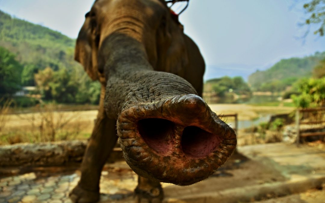 Hlad thajských slonů
