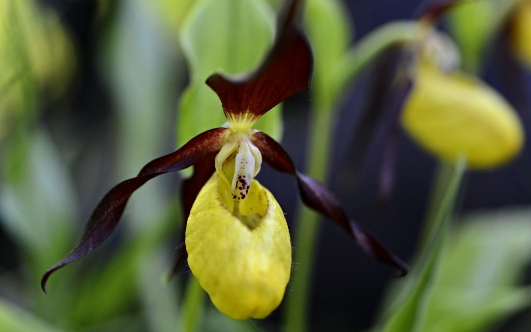 Jak vznikla první orchidej? Z Venušina pantoflíčku, nebo roztříštěné duhy?